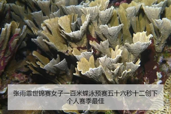 zhang-yu-fei-shi-jin-sai-nv-zi-yi-bai-mi-die-yong-yu-sai-wu-shi-liu-miao-shi-er-chuang-xia-ge-ren-sai-ji-zui-jia-2-426.jpg